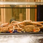 蟹かに城 - 水槽(蟹)