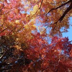 そば切り こごろ - 紅葉