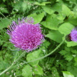 いっぷくどう - あざみが綺麗に咲いてます。 