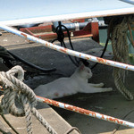 いっぷくどう -  猫がいっぱい