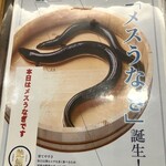 うなぎの兼光 - 珍しいメスうなぎ