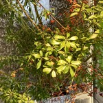 そばでおもてなし OLIMBA - おしゃれオブおしゃれ