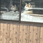 赤湯ラーメン 龍上海 赤湯本店 - かわいすぎる看板わんこ達