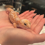 ヤモリとハイボール - 