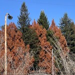 インデアンレストラン  ニューミラ - 