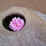 日本橋海鮮丼 つじ半 -  岩の端に一輪