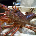 新和食 きくい - 