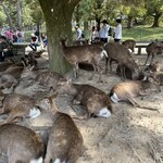 中國菜 奈良町 枸杞 - 近鉄奈良駅に向かう帰り道