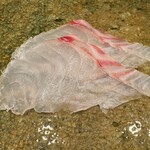 神田錦町 鮨たか晴 - 真鯛（鹿島）