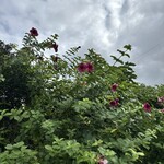 那覇そば処 たからまちがー - 