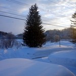 朱鞠内湖そばの花 -  