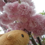 中村屋 -  近くの桜