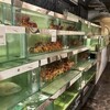 South Sea Seafood - 料理写真:水槽