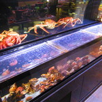 ススキノデパート - 蟹や貝の水槽【２０２４年１２月】