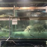 South Sea Seafood - 水槽