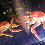 ススキノデパート - 蟹の水槽【２０２４年１２月】