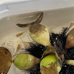 ニュー高根 - ホテイソウはくたびれ気味だけどメダカは元気