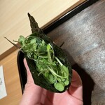 江戸焼肉 - 江戸前ハーブサラダ