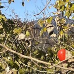 ニュー高根 - カラスウリ？