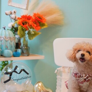 ドッグバルBIBICHE_1