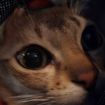 喫茶 ストリーマー - 