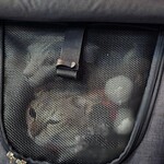 喫茶 ストリーマー - 