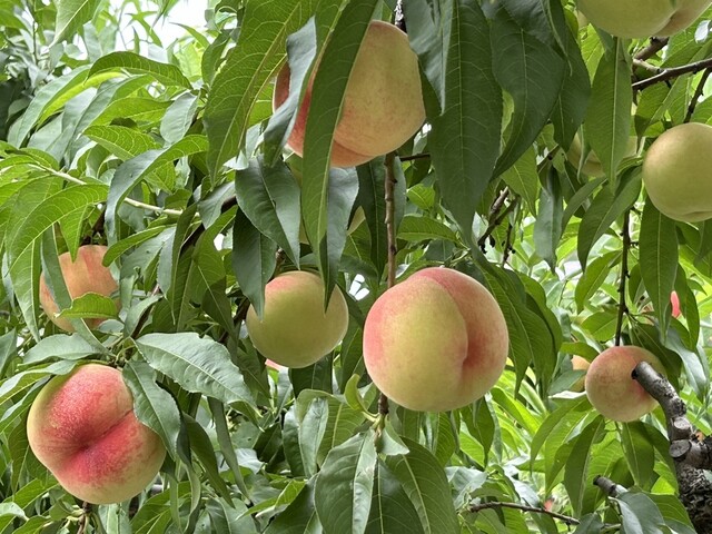 あづま果樹園 - 平野（その他）の写真