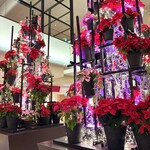 代官山ASO チェレステ - 