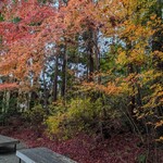 梅窓庵 - あちらこちらで紅葉が　散策するだけでもいいと思います。