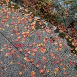 梅窓庵 - ちり紅葉も昨夜の雨に濡れて可愛い♡　