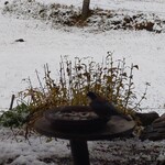 くつきそば 永昌庵 - 