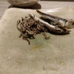 播州地酒 ひの - 料理