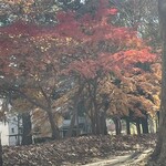 割烹 一の矢 - カエデはすっかり落葉したけど、もみじはまだまだ盛りと言う感じ。小さくて可愛らしい葉が密集して鮮やかに真っ赤に染まる様子は、さすが紅葉と言う漢字を当てられる紅葉の代表だなと