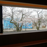 海老亭別館 - カウンター席からの桜（24年4月）