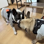 パティスリー SATSUKI - お気に入りのボールを取り合う、ドッグファイト！