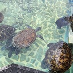 シギラベイサイドスイートアラマンダ - 