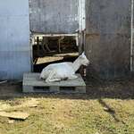 沖縄そば まるかみ - 