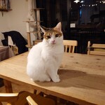 books to curry 猫のしっぽ - 