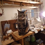 books to curry 猫のしっぽ - 