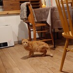 books to curry 猫のしっぽ - 