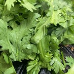 ジンギスカン羊はち - 