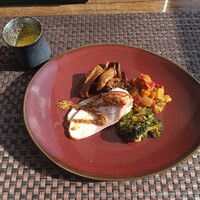 スミレオオサカ - 