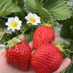 姫路ハートフル観光農園 - 