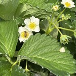 姫路ハートフル観光農園 - 