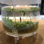 ロイヤルブルーティー六本木ブティック・ザ ティー バー - 煎茶