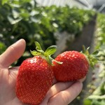 姫路ハートフル観光農園 - 