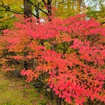 Conversa - 雲場池の紅葉