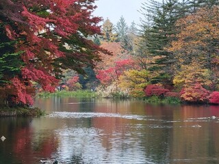 Conversa - 雲場池の紅葉