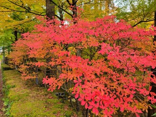 Conversa - 雲場池の紅葉