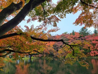 Conversa - 雲場池の紅葉